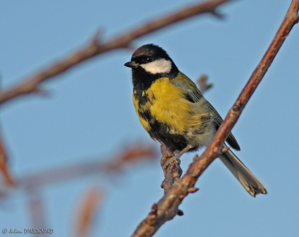 Great Tit, identification