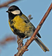 Great Tit