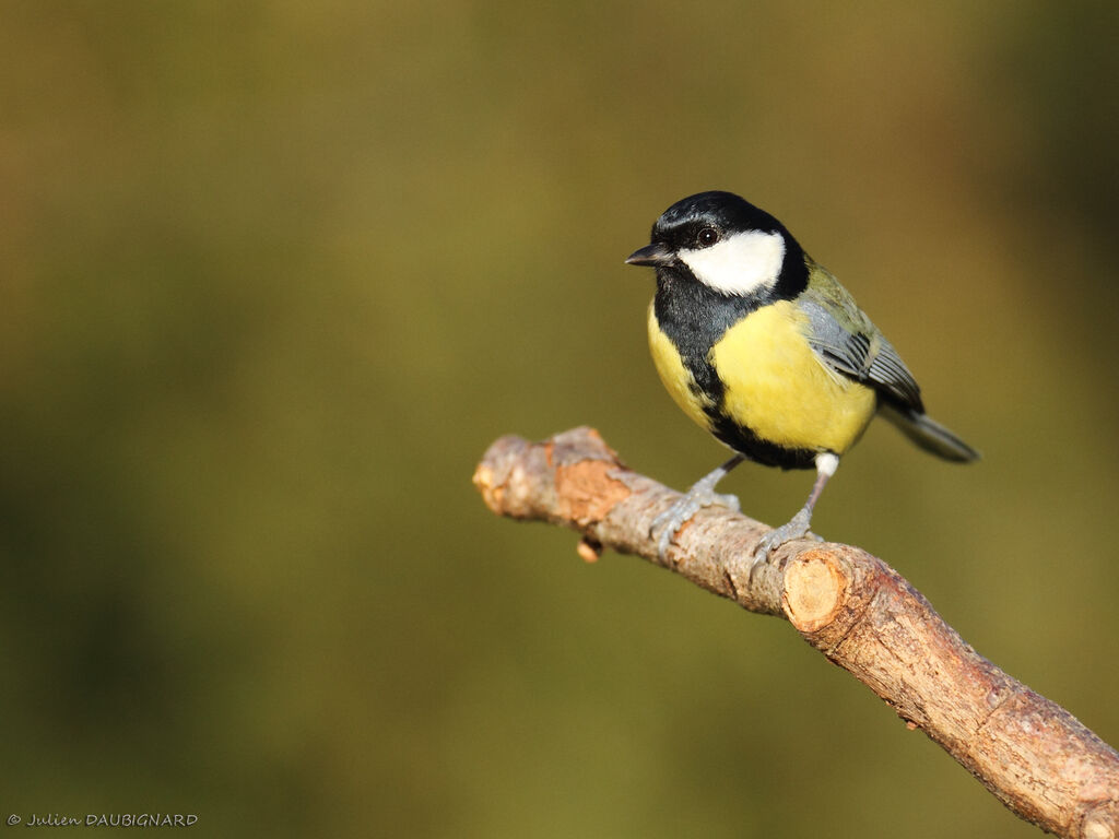 Mésange charbonnière mâle, identification