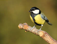 Great Tit