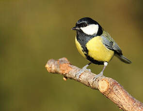 Mésange charbonnière