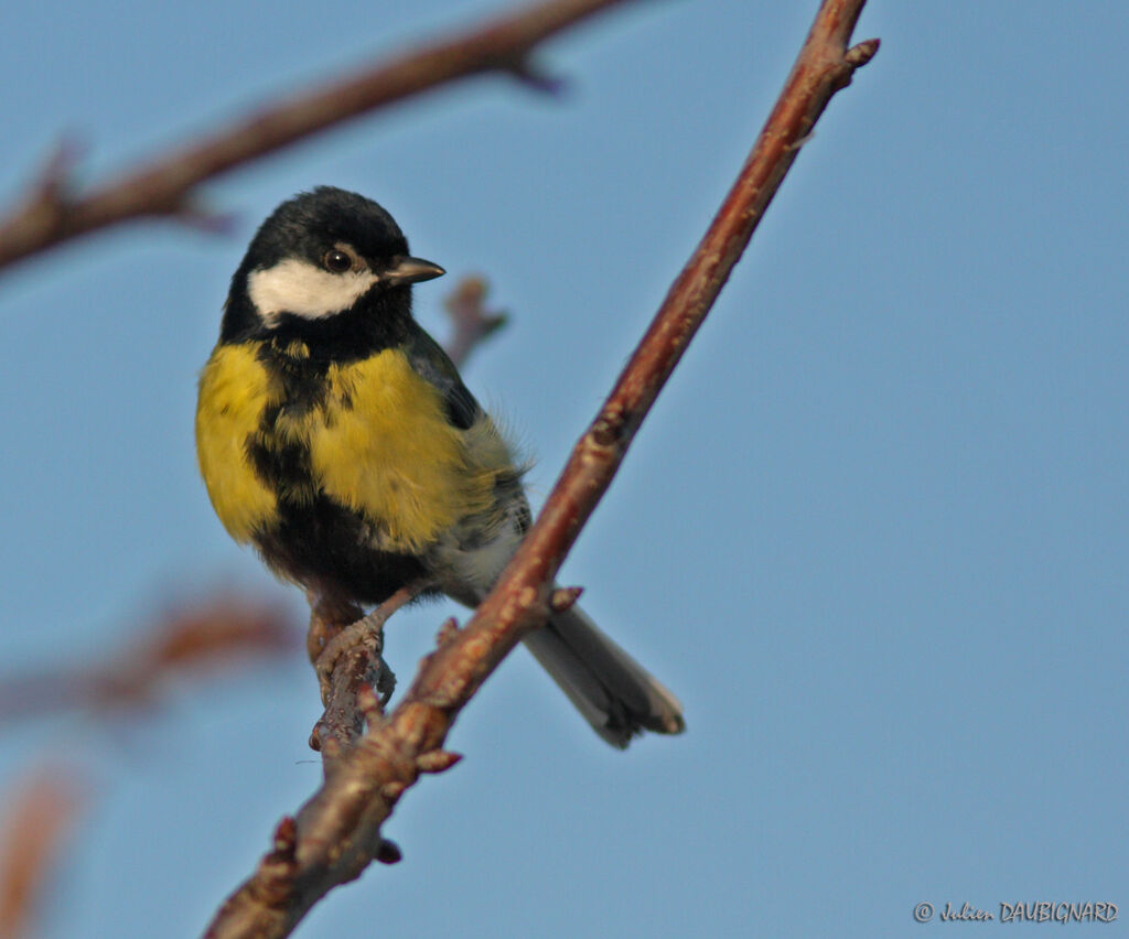 Great Tit, identification