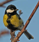 Great Tit