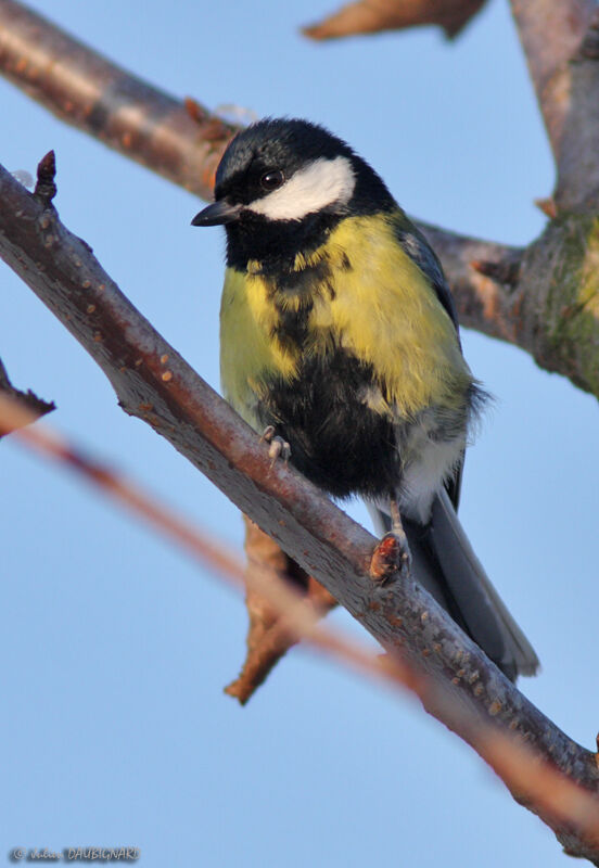 Mésange charbonnière, identification