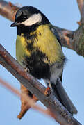 Great Tit