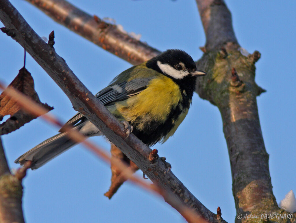 Mésange charbonnière, identification