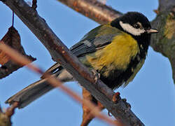 Great Tit