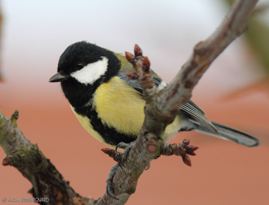 Mésange charbonnière, identification