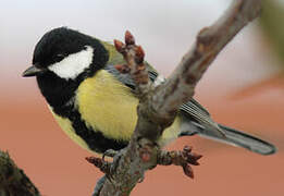 Great Tit