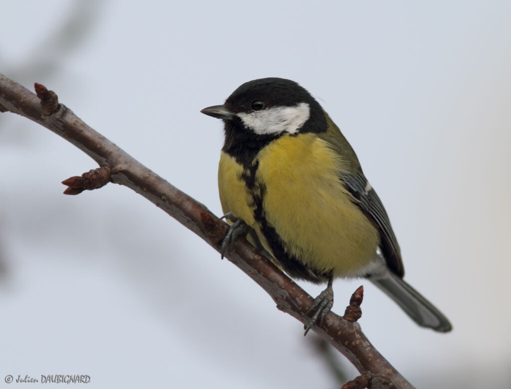 Great Tit, identification