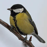 Great Tit