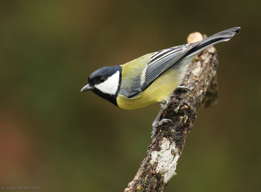 Great Tit male, identification