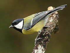 Great Tit