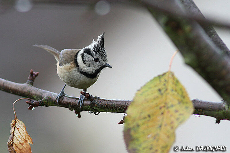 European Crested Tit