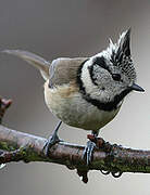 European Crested Tit