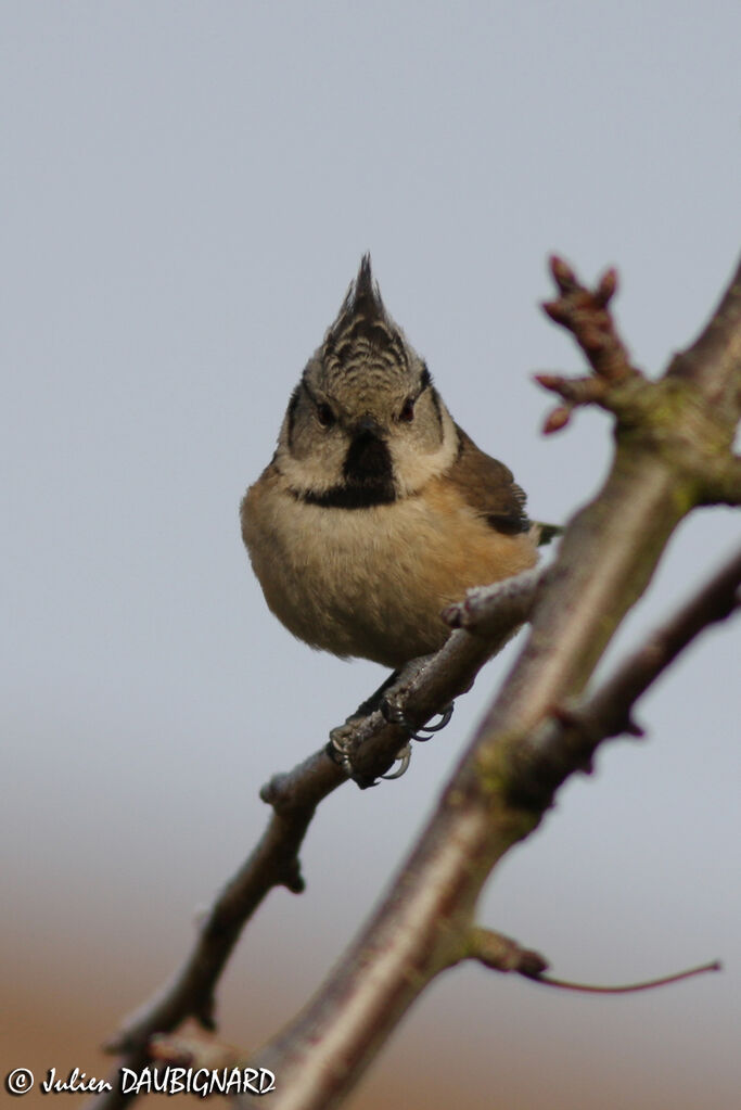 Mésange huppée, identification