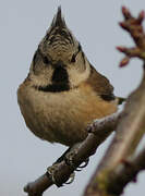 European Crested Tit