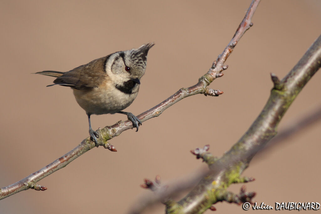 Mésange huppée, identification