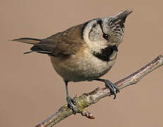 European Crested Tit