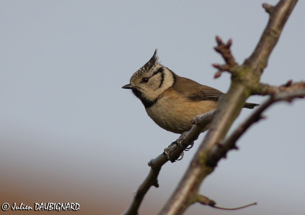 European Crested Tit, identification