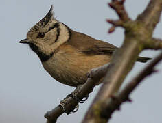 Crested Tit