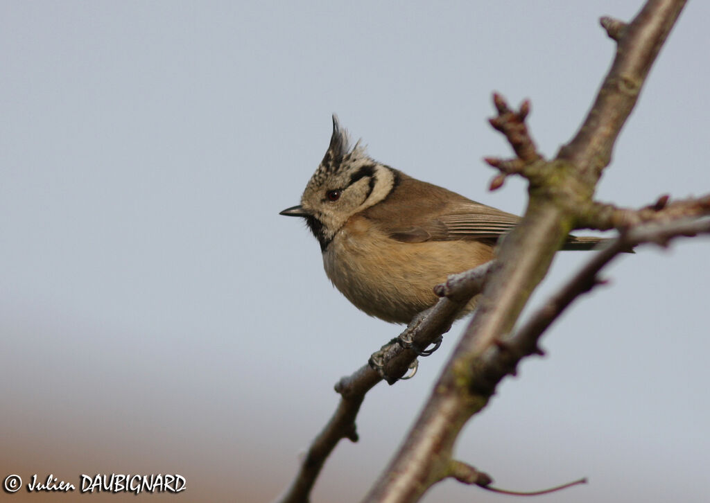 European Crested Tit, identification