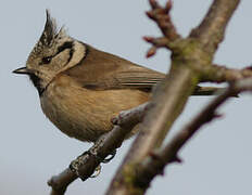 European Crested Tit