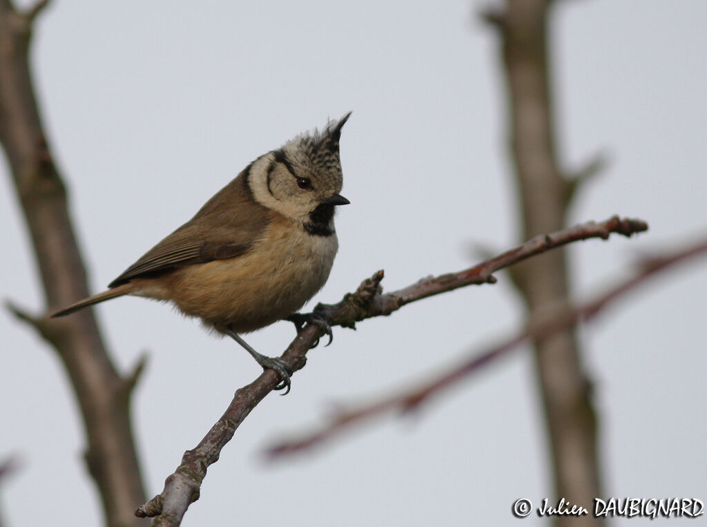 Mésange huppée, identification