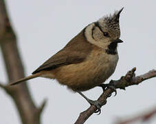 European Crested Tit