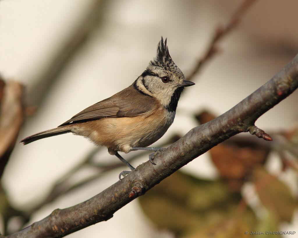 European Crested Tit, identification