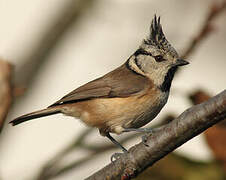 European Crested Tit