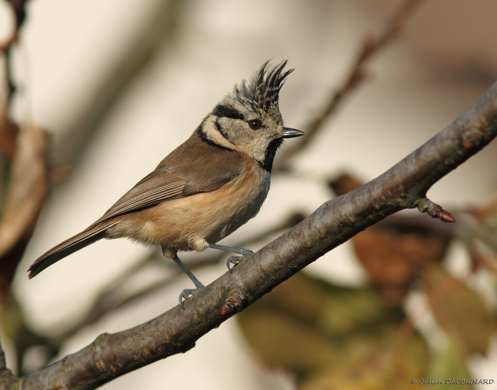 Mésange huppée, identification