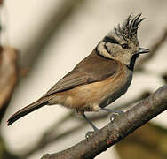 Mésange huppée