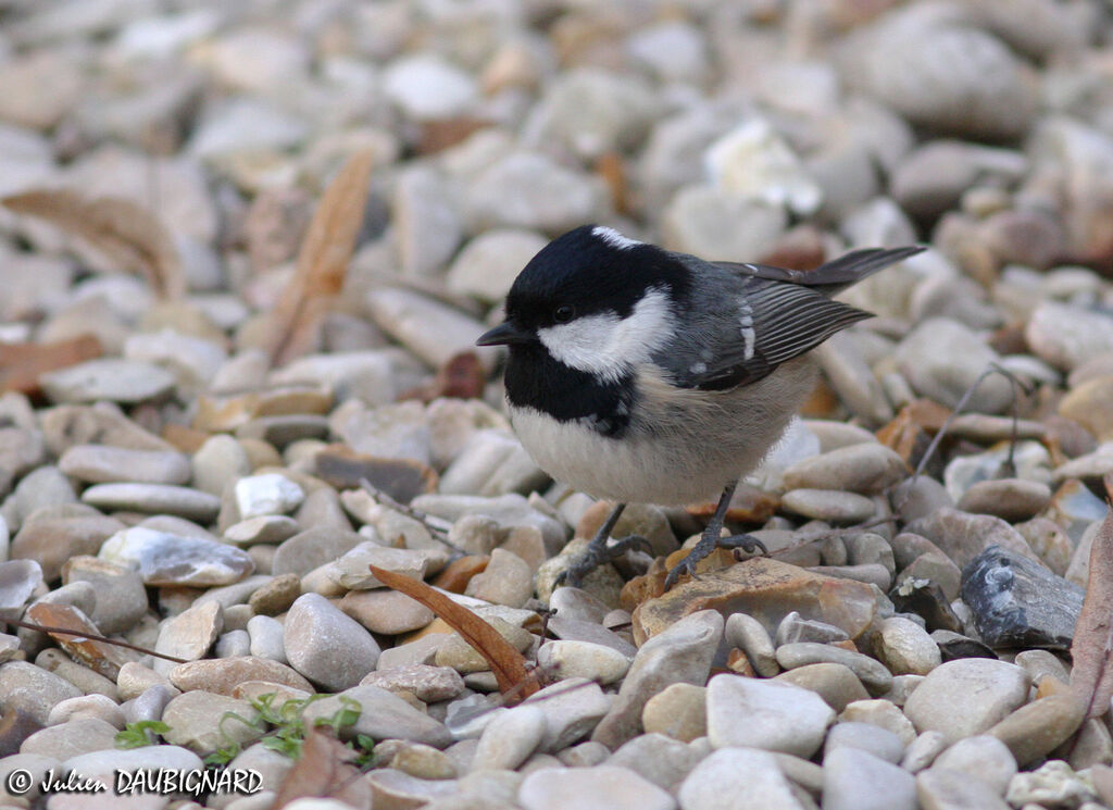 Mésange noire, identification