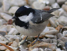 Coal Tit