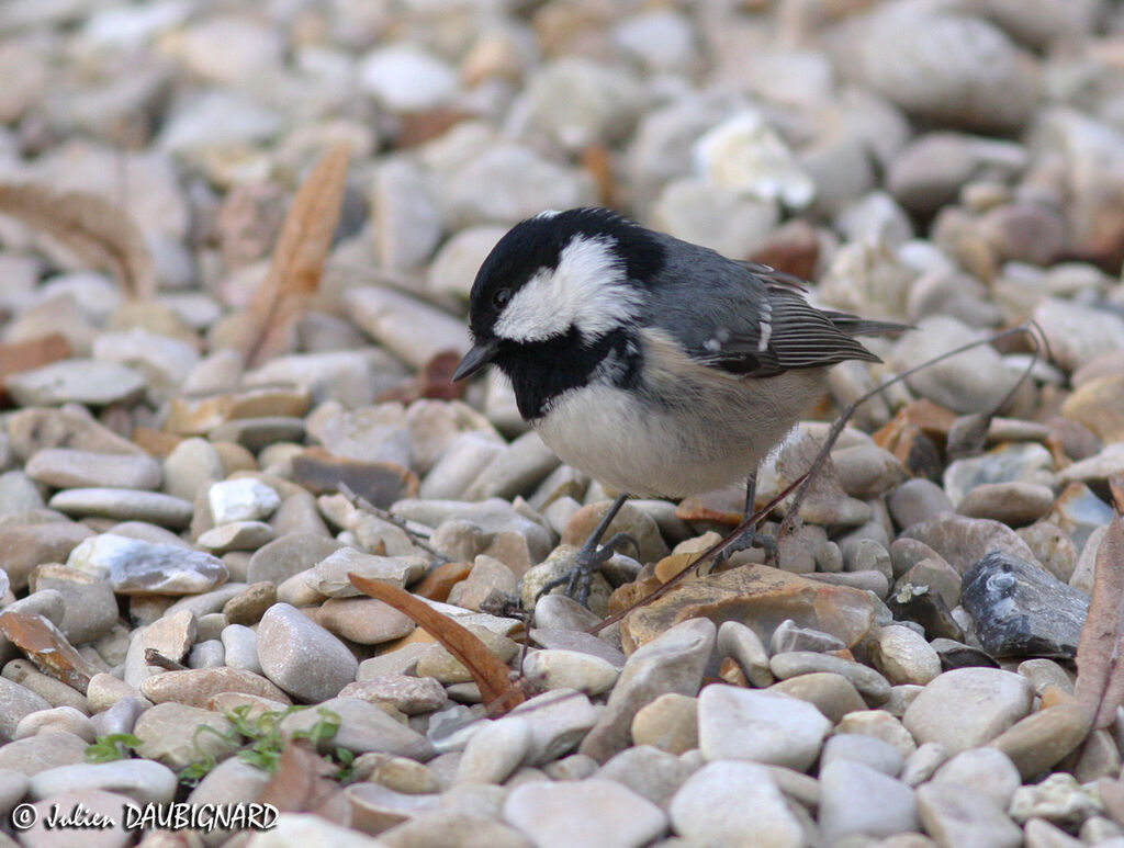 Coal Tit, identification