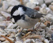 Coal Tit