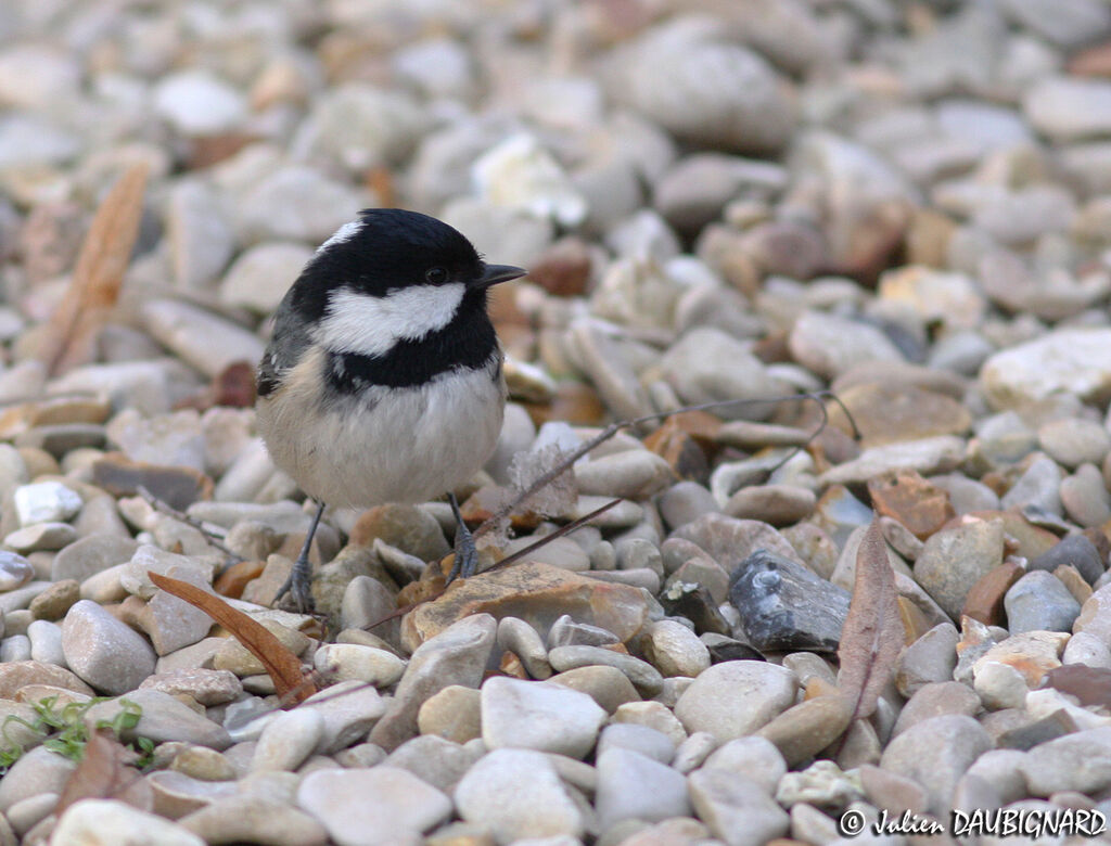 Coal Tit, identification