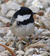 Coal Tit