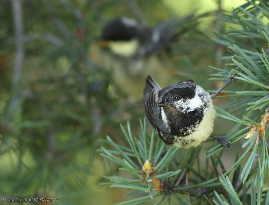 Coal Tit, identification