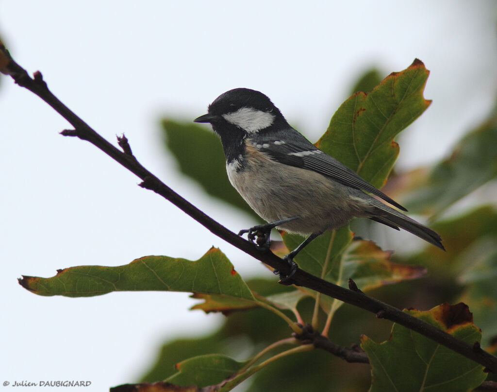 Coal Tit, identification