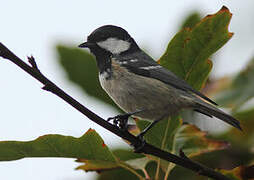 Coal Tit