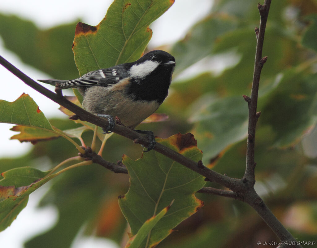 Mésange noire, identification