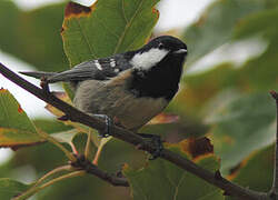 Coal Tit