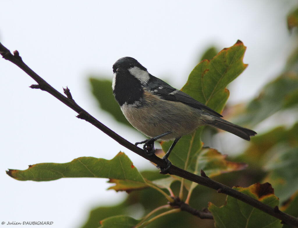 Coal Tit, identification