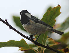 Coal Tit