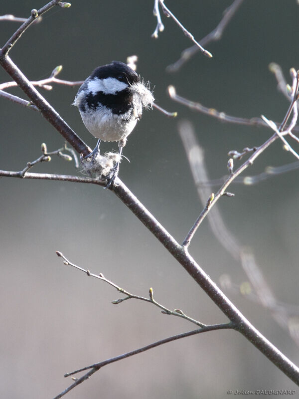 Coal Tit