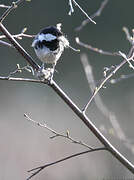 Coal Tit