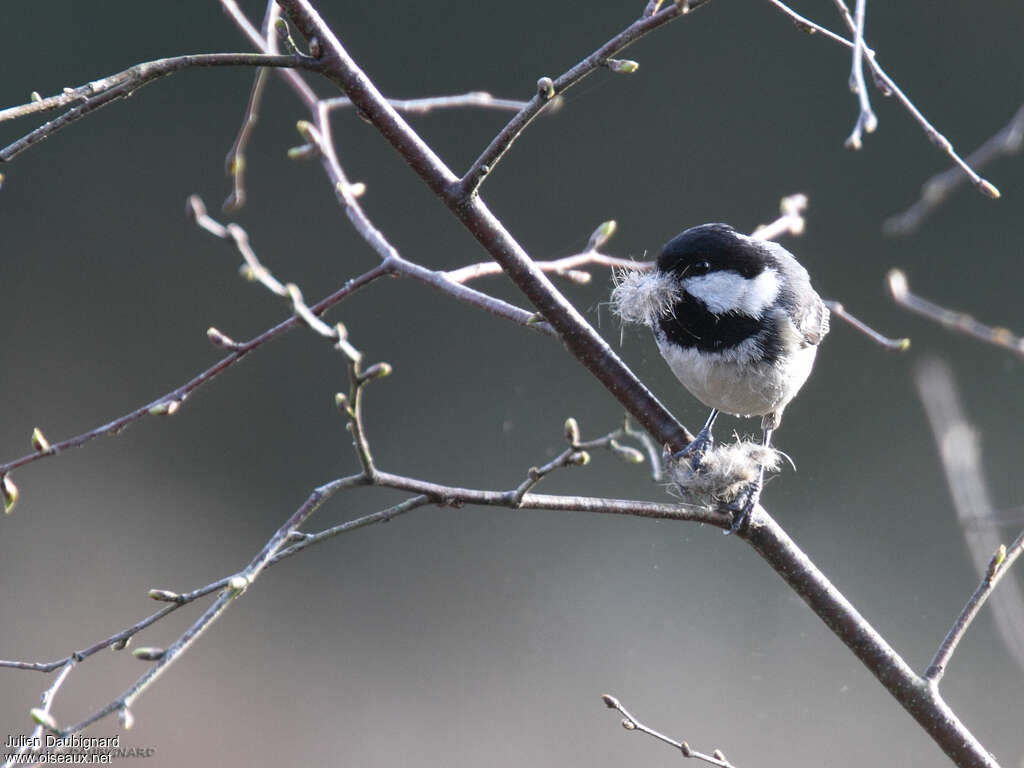 Mésange noireadulte, Nidification