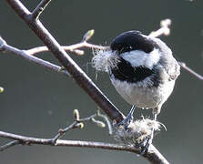 Coal Tit